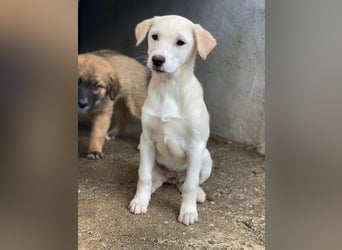 Liena, geb. ca. 12/2025, lebt in GRIECHENLAND, im städt. Tierheim Serres