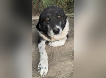 Harwin, geb. ca. 11/2018, lebt in GRIECHENLAND, im städt. Tierheim Serres