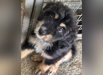 Ginger, geb. ca. 05/2026, lebt in GRIECHENLAND, im städt. Tierheim Serres