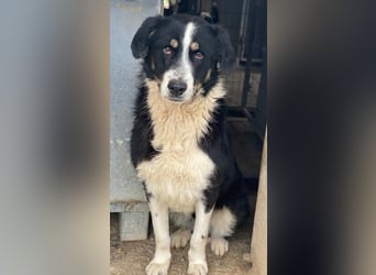 Cars, geb. ca. 12/2023, lebt in GRIECHENLAND, im städt. Tierheim Serres