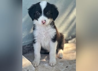 Tinkerbelle, geb. ca. 06/2026, lebt in GRIECHENLAND, im städt. Tierheim Serres