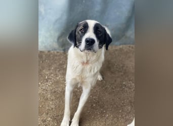 Marinara, geb. ca. 01/2025, lebt in GRIECHENLAND, auf einer privaten Pflegestelle