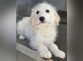 Zucker, geb. ca. 01/2026, lebt in GRIECHENLAND, auf einer privaten Pflegestelle