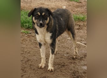 Susi, geb. ca. 09/2022, lebt in GRIECHENLAND, im städt. Tierheim Serres