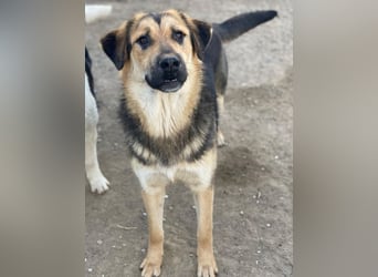 Elphaba, geb. ca. 07/2025, lebt in GRIECHENLAND, im städt. Tierheim Serres