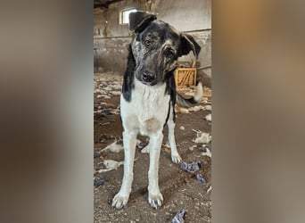 Kaiser, geb. ca. 12/2023, lebt in GRIECHENLAND, auf einem Gelände, Hunde werden notdürftig versorgt