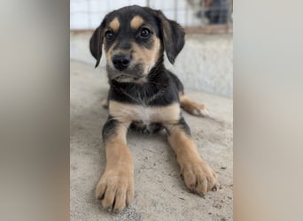 Hiro, geb. ca. 02/2026, lebt in GRIECHENLAND, im städt. Tierheim Serres