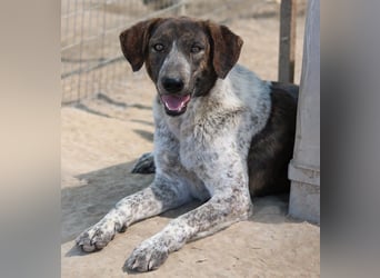 Naxos, geb. ca. 07/2020, lebt in GRIECHENLAND, im städt. Tierheim Serres
