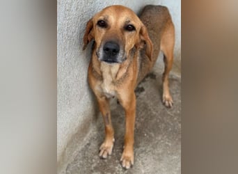 Angelina, geb. ca. 07/2022, lebt in GRIECHENLAND, im städt. Tierheim Serres