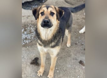 Elphaba, geb. ca. 07/2025, lebt in GRIECHENLAND, im städt. Tierheim Serres