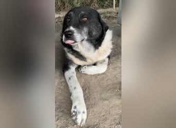 Harwin, geb. ca. 11/2018, lebt in GRIECHENLAND, im städt. Tierheim Serres