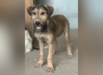 Woody, geb. ca. 02/2026, lebt in GRIECHENLAND, im städt. Tierheim Serres