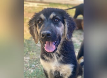 Quana, geb. ca. 02/2025, lebt in GRIECHENLAND, auf einer privaten Pflegestelle