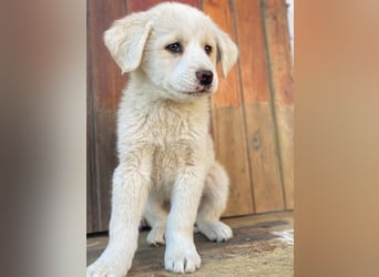 Nacho, geb. ca. 03/2026, lebt in GRIECHENLAND, auf einer privaten Pflegestelle