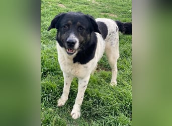 Thanio, geb. ca. 06/2020, lebt in GRIECHENLAND, im städt. Tierheim Serres