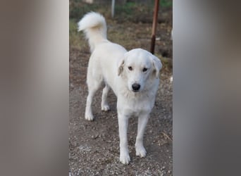 Idallo, geb. ca. 12/2020, lebt in GRIECHENLAND, im städt. Tierheim Serres