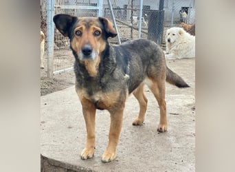 Violetta, geb. ca. 09/2018, lebt in GRIECHENLAND, im städt. Tierheim Serres