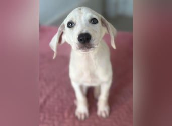 Lily, geb. ca. 05/2026, lebt in GRIECHENLAND, im städt. Tierheim Serres
