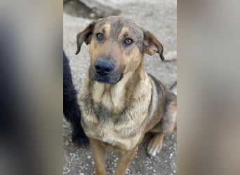 Novo, geb. ca. 04/2023, lebt in GRIECHENLAND, im städt. Tierheim Serres
