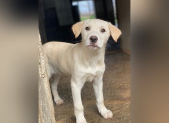 Liena, geb. ca. 12/2025, lebt in GRIECHENLAND, im städt. Tierheim Serres