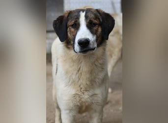 Pitt, geb. ca. 05/2021, lebt in GRIECHENLAND, im städt. Tierheim Serres