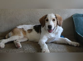 Katra, geb. ca. 04/2025, lebt in GRIECHENLAND, im städt. Tierheim Serres