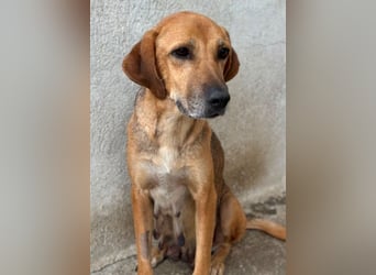 Angelina, geb. ca. 07/2022, lebt in GRIECHENLAND, im städt. Tierheim Serres