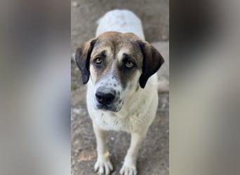 Elliot, geb. ca. 05/2022, lebt in GRIECHENLAND, im städt. Tierheim Serres