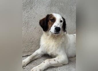 Fidi, geb. ca. 08/2025, lebt in GRIECHENLAND, im städt. Tierheim Serres