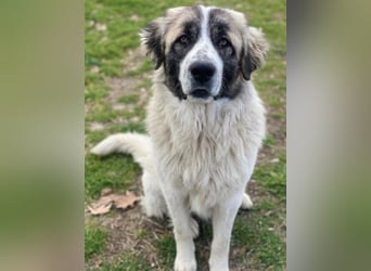 Chef, geb. ca. 07/2025, lebt in GRIECHENLAND, im städt. Tierheim Serres