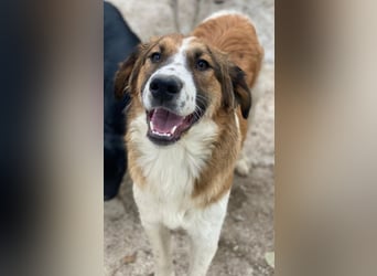 Barkley, geb. ca. 10/2024, lebt in GRIECHENLAND, auf einer privaten Pflegestelle