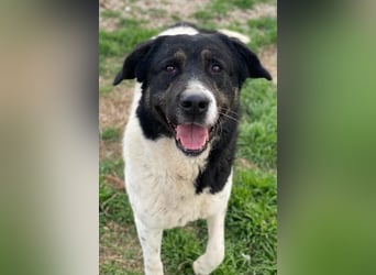 Thanio, geb. ca. 06/2020, lebt in GRIECHENLAND, im städt. Tierheim Serres