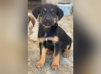 Namari, geb. ca. 02/2026, lebt in GRIECHENLAND, im städt. Tierheim Serres
