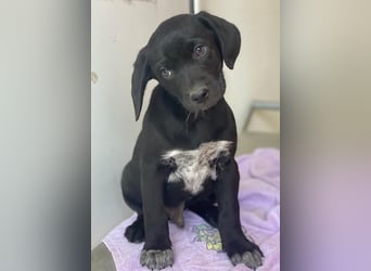 Morus, geb. ca. 11/2025, lebt in GRIECHENLAND, auf einer privaten Pflegestelle