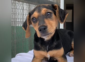 Linaria, geb. ca. 12/2025, lebt in GRIECHENLAND, im städt. Tierheim Serres