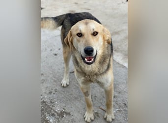 Ciri, geb. ca. 05/2024, lebt in GRIECHENLAND, im städt. Tierheim Serres