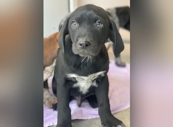 Morus, geb. ca. 11/2025, lebt in GRIECHENLAND, auf einer privaten Pflegestelle