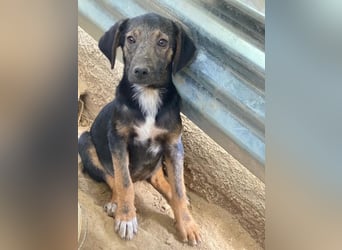 Miranda, geb. ca. 01/2026, lebt in GRIECHENLAND, auf einer privaten Pflegestelle