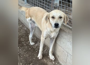 Shaggy, geb. ca. 04/2025, lebt in GRIECHENLAND, im städt. Tierheim Serres