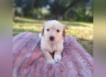  Fluffy-Boo, geb. ca. 04/2026, lebt auf einer Pflegestelle in 44651 Herne