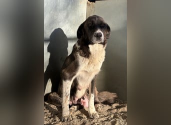 Mère, geb. ca. 03/2023, lebt in GRIECHENLAND, im städt. Tierheim Serres