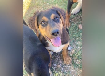 Quasti, geb. ca. 02/2025, lebt in GRIECHENLAND, auf einer privaten Pflegestelle