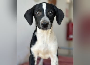 Willow, geb. ca. 06/2026, lebt in GRIECHENLAND, auf einer privaten Pflegestelle