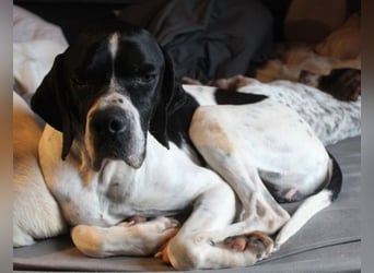 Attila, geb. ca. 08/2024, lebt auf einer Pflegestelle in 67735 Mehlbach