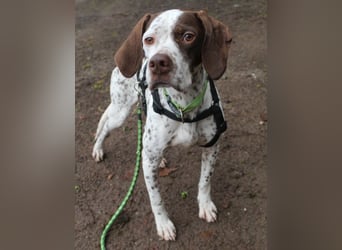  Acira, geb. ca. 04/2023, lebt auf einer Pflegestelle in 67735 Mehlbach