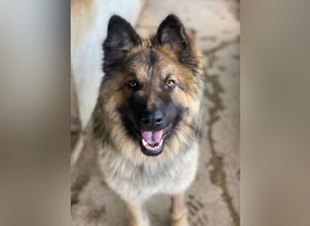 Joey, geb. ca. 08/2025, lebt in GRIECHENLAND, auf einer privaten Pflegestelle