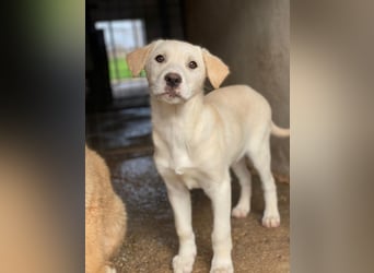 Liena, geb. ca. 12/2025, lebt in GRIECHENLAND, im städt. Tierheim Serres