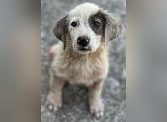 Jari, geb. ca. 05/2026, lebt in GRIECHENLAND, im städt. Tierheim Serres