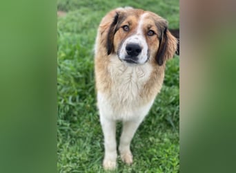 Barkley, geb. ca. 10/2024, lebt in GRIECHENLAND, auf einer privaten Pflegestelle