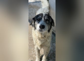 Askal, geb. ca. 07/2015, lebt in GRIECHENLAND, im städt. Tierheim Serres